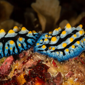 Two blue phyllidia nudibranchs with yellow-tipped tubercles side by side, Raja Ampat, Indonesia