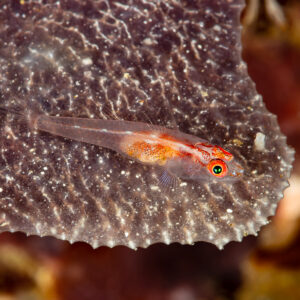 Translucent coral goby resting on a leaf-like coral, Raja Ampat, Indonesia