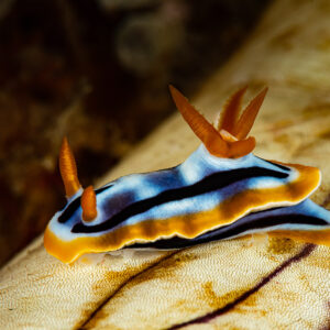 Anna's chromodoris nudibranch with orange gills on a sea cucumber, Raja Ampat, Indonesia