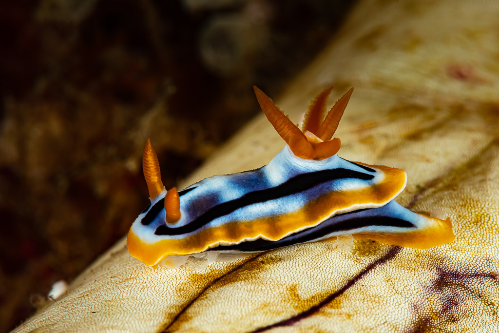 Anna's chromodoris nudibranch with orange gills on a sea cucumber, Raja Ampat, Indonesia