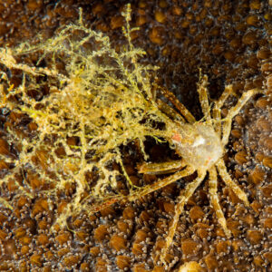 Decorator crab covered with yellow hydroids on encrusted coral, Raja Ampat, Indonesia