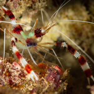 Banded coral shrimp with long white antennae among coral rubble, Raja Ampat, Indonesia