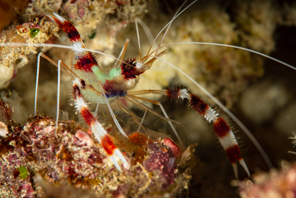 Banded coral shrimp with long white antennae among coral rubble, Raja Ampat, Indonesia