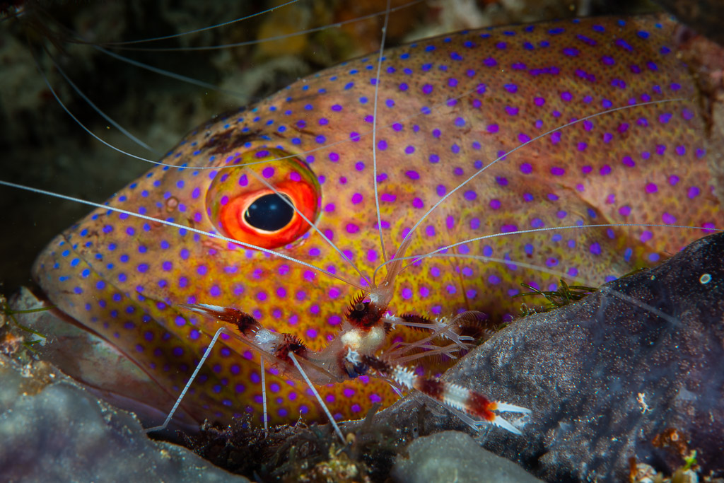 Banded coral shrimp on the head of a blue-spotted coral hind, Raja Ampat, Indonesia