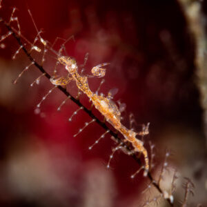 Spotted skeleton shrimp clinging to a hydroid stem against red background, Raja Ampat, Indonesia