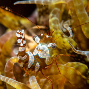 Two sexy shrimps among golden anemone tentacles, vertical framing, Raja Ampat, Indonesia