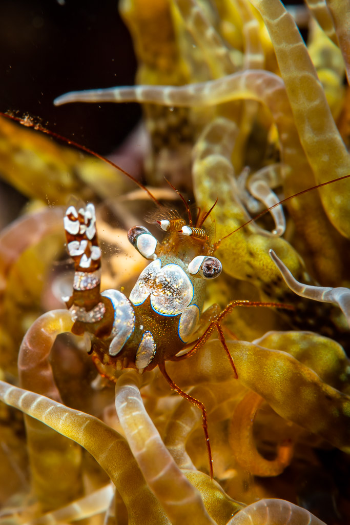 Two sexy shrimps among golden anemone tentacles, vertical framing, Raja Ampat, Indonesia