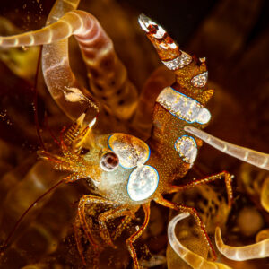 Sexy shrimps in golden anemone tentacles, closer vertical view, Raja Ampat, Indonesia