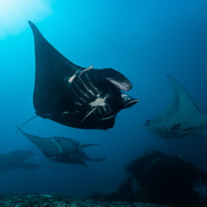 Black reef manta ray leading several mantas over a cleaning station, Manta Sandy, Raja Ampat, Indonesia