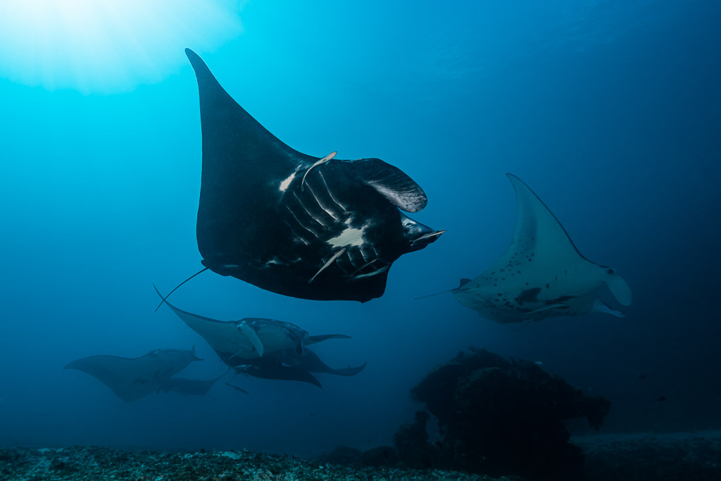 Black reef manta ray leading several mantas over a cleaning station, Manta Sandy, Raja Ampat, Indonesia