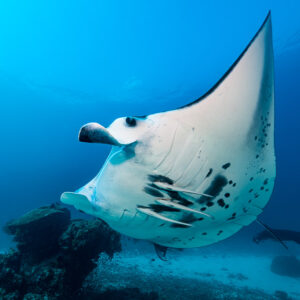 White reef manta ray banking near a coral bommie, ventral view, Manta Sandy, Raja Ampat, Indonesia