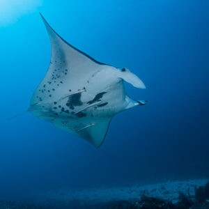 Reef manta ray gliding in open blue water above the seabed, Manta Sandy, Raja Ampat, Indonesia