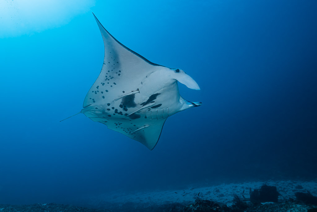 Reef manta ray gliding in open blue water above the seabed, Manta Sandy, Raja Ampat, Indonesia