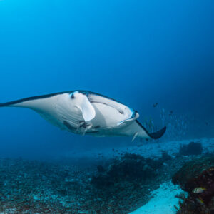 Reef manta ray cruising sideways past a coral outcrop, Manta Sandy, Raja Ampat, Indonesia