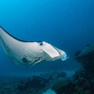 Reef manta ray with cephalic fins unrolled over a coral bommie, Manta Sandy, Raja Ampat, Indonesia