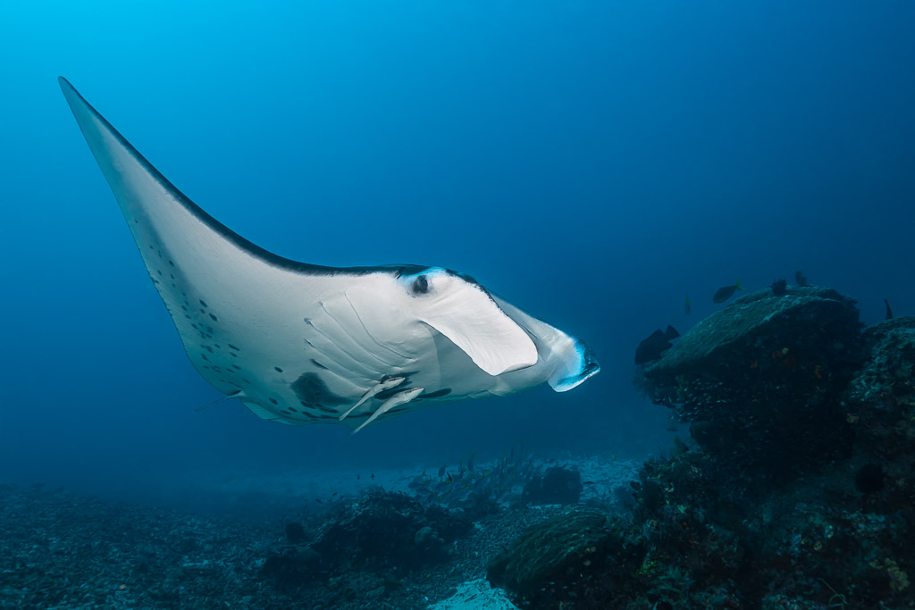 Reef manta ray with cephalic fins unrolled over a coral bommie, Manta Sandy, Raja Ampat, Indonesia