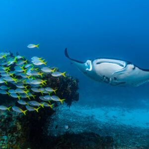 Reef manta ray passing a coral head surrounded by yellow-striped snappers, Manta Sandy, Raja Ampat, Indonesia