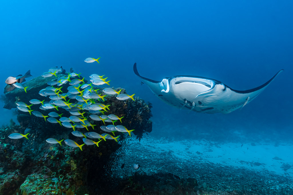Reef manta ray passing a coral head surrounded by yellow-striped snappers, Manta Sandy, Raja Ampat, Indonesia