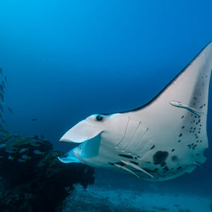 Reef manta ray banking past a bommie with a school of fish behind, Manta Sandy, Raja Ampat, Indonesia