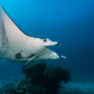 Reef manta ray turning sharply above a coral bommie, ventral spots visible, Manta Sandy, Raja Ampat, Indonesia