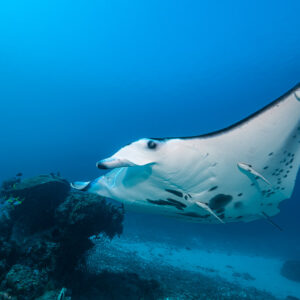 Reef manta ray with remora gliding low over the coral seabed, Manta Sandy, Raja Ampat, Indonesia