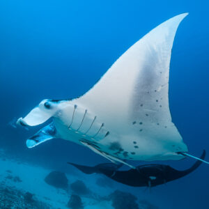 White reef manta ray with a black manta swimming below, Manta Sandy, Raja Ampat, Indonesia