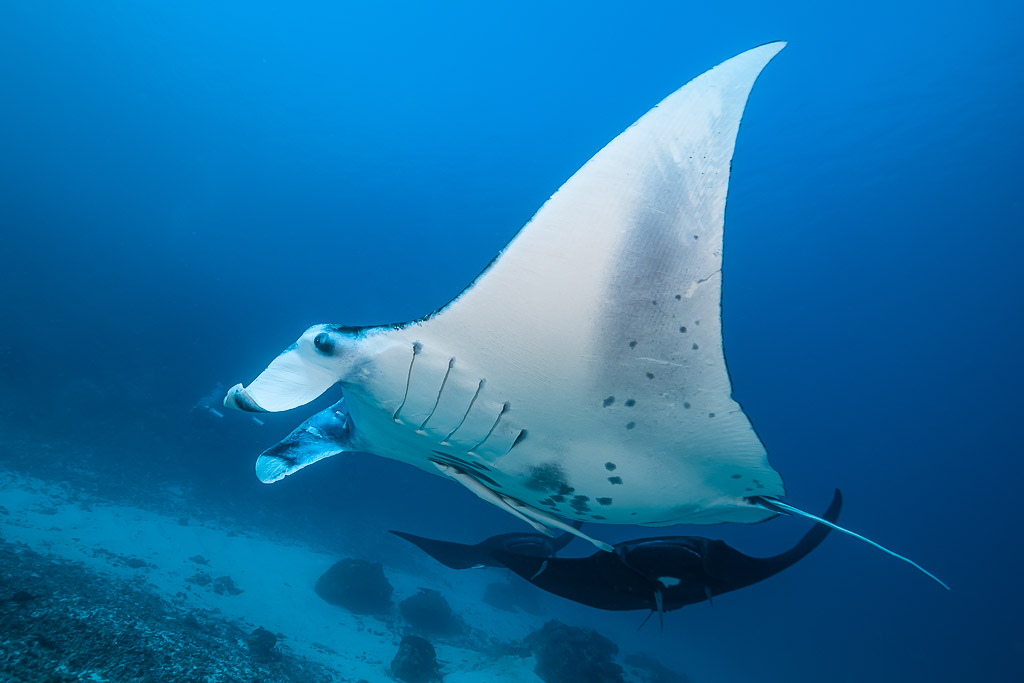 White reef manta ray with a black manta swimming below, Manta Sandy, Raja Ampat, Indonesia