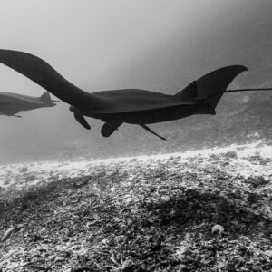 Black and white image of two reef manta rays over the seabed, Manta Sandy, Raja Ampat, Indonesia