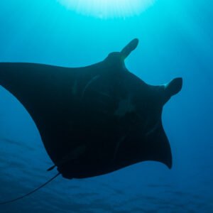 Reef manta ray silhouetted from below against the blue surface, Manta Sandy, Raja Ampat, Indonesia