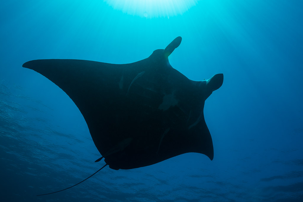Reef manta ray silhouetted from below against the blue surface, Manta Sandy, Raja Ampat, Indonesia