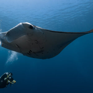 Reef manta ray swimming above a diver exhaling bubbles, Manta Sandy, Raja Ampat, Indonesia