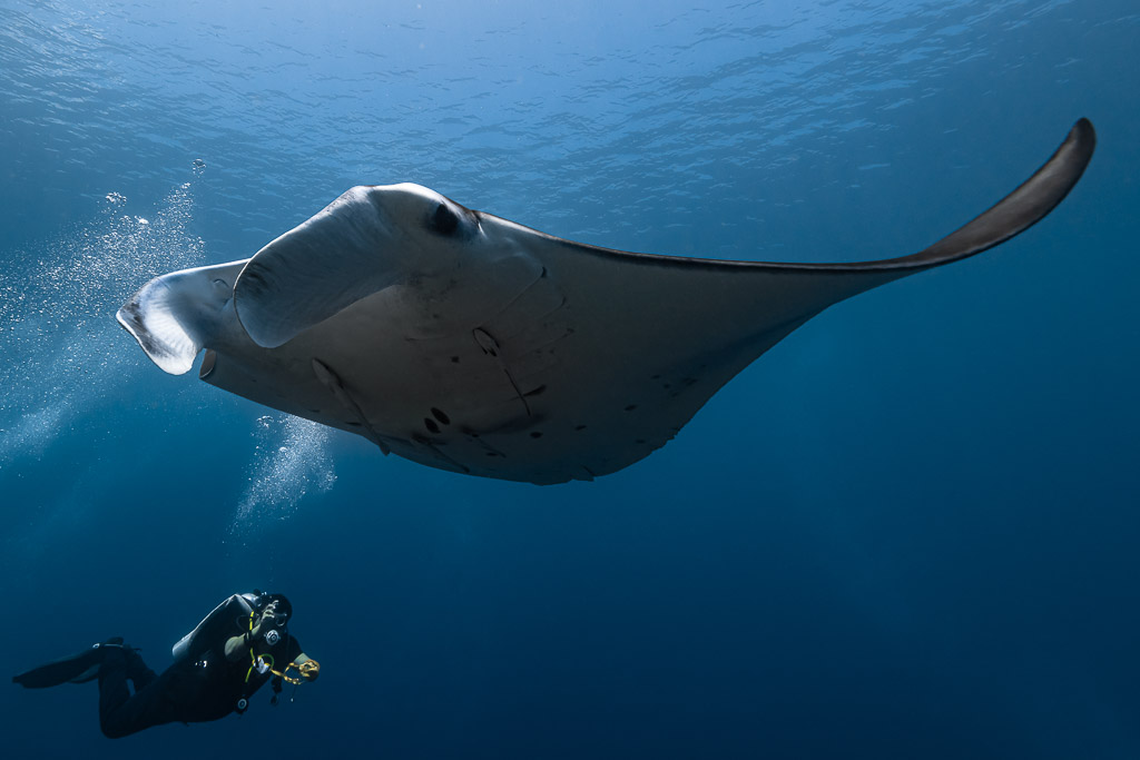 Reef manta ray swimming above a diver exhaling bubbles, Manta Sandy, Raja Ampat, Indonesia