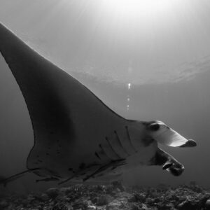 Black and white reef manta ray under sunrays, side view, Manta Sandy, Raja Ampat, Indonesia