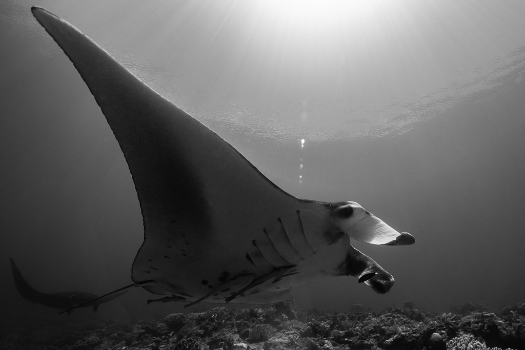 Black and white reef manta ray under sunrays, side view, Manta Sandy, Raja Ampat, Indonesia