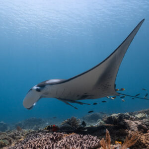 Reef manta ray gliding over a shallow coral reef with small fish, Manta Sandy, Raja Ampat, Indonesia