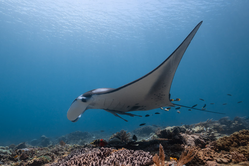 Reef manta ray gliding over a shallow coral reef with small fish, Manta Sandy, Raja Ampat, Indonesia