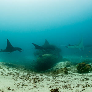 Line of several reef manta rays over a sandy cleaning station, Manta Sandy, Raja Ampat, Indonesia
