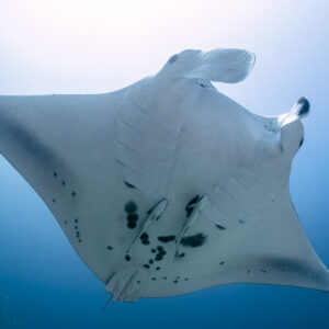 Reef manta ray overhead showing its spotted white belly, Manta Sandy, Raja Ampat, Indonesia