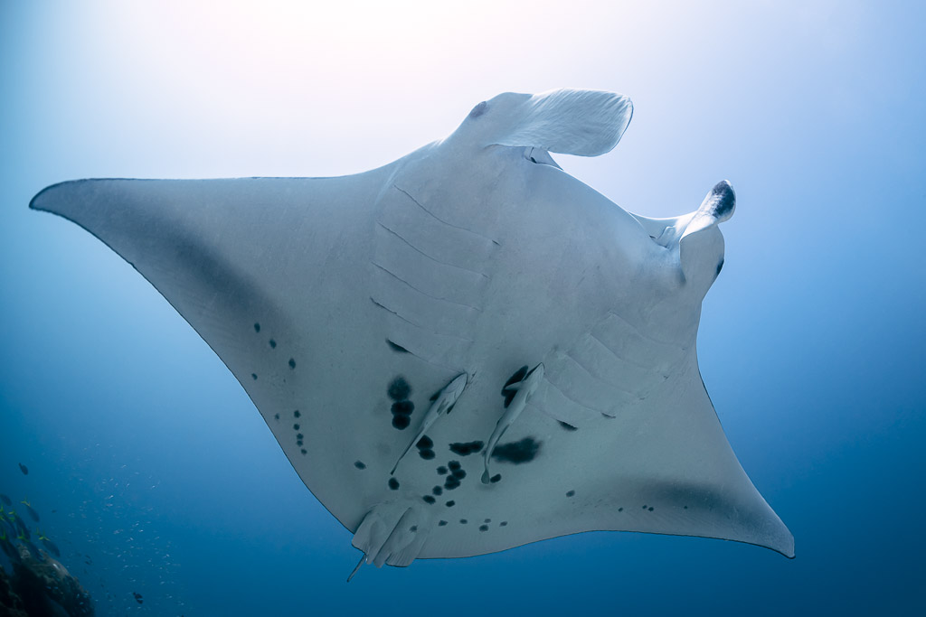 Reef manta ray overhead showing its spotted white belly, Manta Sandy, Raja Ampat, Indonesia