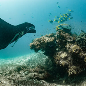Black reef manta ray approaching a coral bommie with yellow fish, Manta Sandy, Raja Ampat, Indonesia