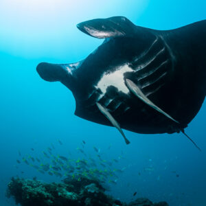Black reef manta ray with white gill markings banking over the reef, Manta Sandy, Raja Ampat, Indonesia