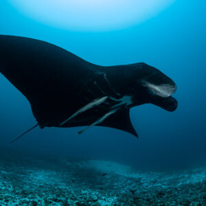 Black morph reef manta ray gliding low over the seabed, side view, Manta Sandy, Raja Ampat, Indonesia