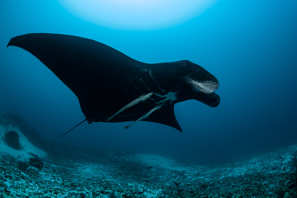 Black morph reef manta ray gliding low over the seabed, side view, Manta Sandy, Raja Ampat, Indonesia