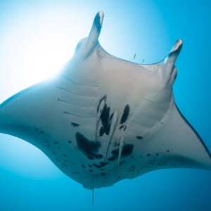 Reef manta ray from below with sunburst behind, symmetrical view, Manta Sandy, Raja Ampat, Indonesia