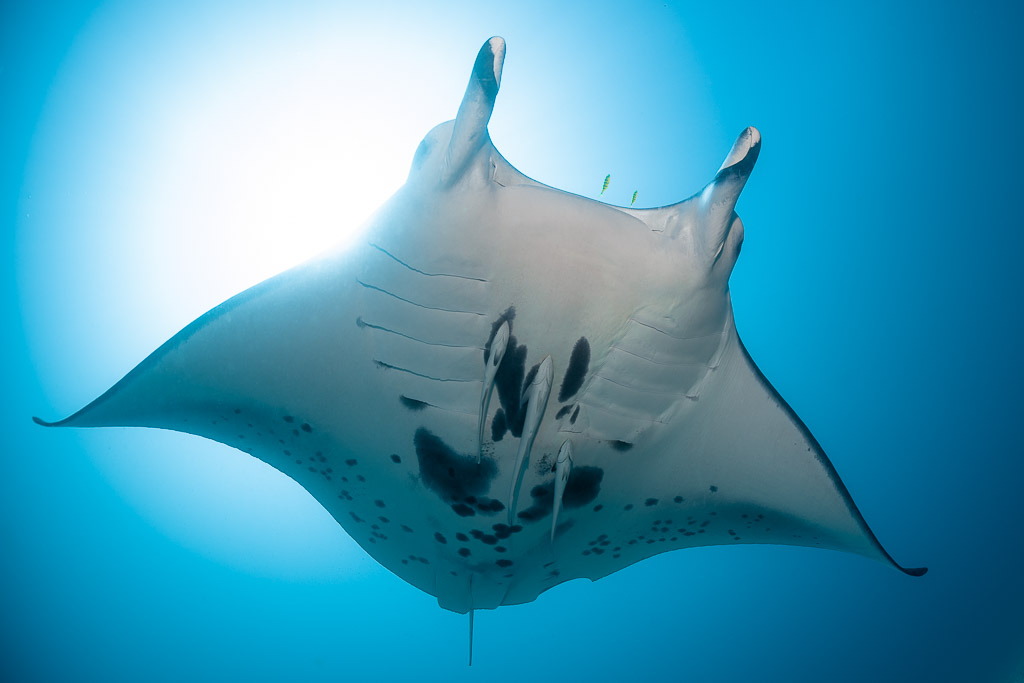 Reef manta ray from below with sunburst behind, symmetrical view, Manta Sandy, Raja Ampat, Indonesia