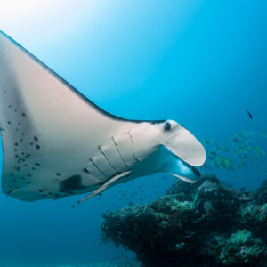 Reef manta ray with mouth open passing a coral bommie, Manta Sandy, Raja Ampat, Indonesia
