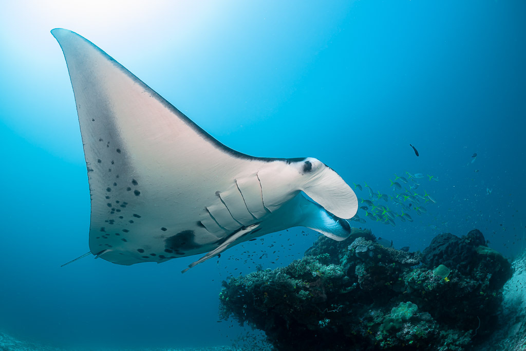 Reef manta ray with mouth open passing a coral bommie, Manta Sandy, Raja Ampat, Indonesia
