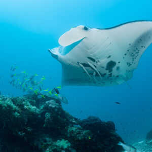 Reef manta ray above a coral bommie with yellow fish, sun behind, Manta Sandy, Raja Ampat, Indonesia