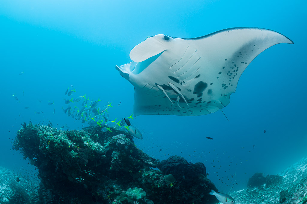 Reef manta ray above a coral bommie with yellow fish, sun behind, Manta Sandy, Raja Ampat, Indonesia