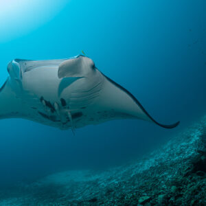 Reef manta ray approaching head-on along a sloping reef, Manta Sandy, Raja Ampat, Indonesia